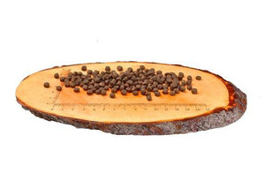 Carnilove Cat Salmon & Turkey for Kittens - łosoś i indyk 400g